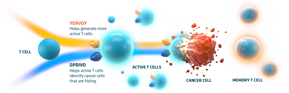 How Opdivo® and Yervoy® work with your Immune System